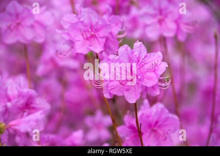 Rhododendron Mucronulatum koreanischen Rhododendronblüte hautnah. Seoul, Südkorea Stockfoto