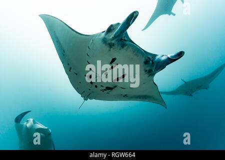 Schwarze Flecken auf dem weißen Bauch von Mantarochen, Mobula alfredi, erzeugen ein einzigartiges Identifizierungsmuster für jeden Mantas wie einen Fingerabdruck Stockfoto