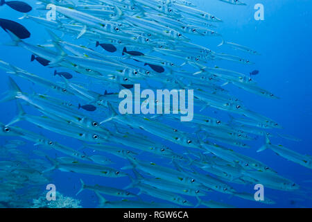 Schule für barracuda Fisch auf Coral Reef Stockfoto