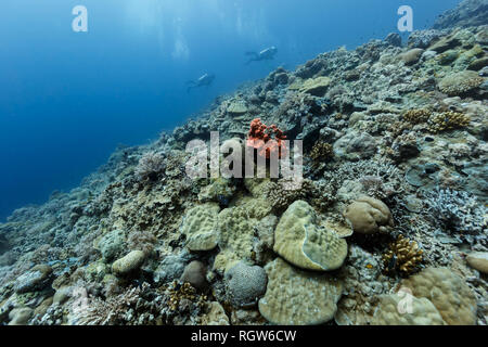 Taucher schwimmen Vergangenheit erstaunlichen Vielfalt von Korallen auf Reef Stockfoto