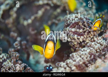 Gelb und Schwarz clown Fische schwimmen im Meer Anemonen in South Pacific Stockfoto