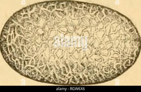 . Bulletin. Insekten; Schädlinge; Entomologie; Insekten; Schädlinge; Entomologie. Die HÜLSENFRUCHT POD MOTTE. 91. Boguo' gefunden die Larve in die Samenkapseln von Tlic gemeinsame rattlcbox {Orotolaria Sagittalis) bei Stillwater, Okla. und Herr E. A. Sohwarz^ gefunden Thom in tho Hülsen eines tropischen Arten dieser Gattung (Crotolaria incana) an Cocoanut Grove, Fla. Herr C.L. Marlatt^^ Datensätze finden, die Larve in die Samenkapseln von Milch vetch {Astragal sp.). Die}^ werden auch von Herrich-Schaffer * als Fütterung im Samen potls der Spartium junceum in der Nähe von Wien, Österreich. Während der Jahre 1910 und 1911 das Thema aufgezogen t Stockfoto