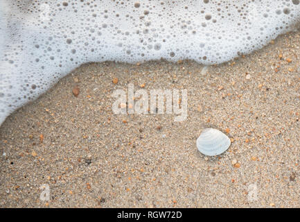 Nahaufnahme der Tide in den kommenden auf dem Sand mit einer Muschel, Blasen und seafoam. Stockfoto