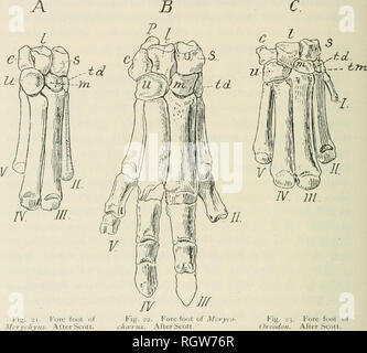 . Bulletin American Museum of Natural History. Natürliche Geschichte; Wissenschaft. 172 Bulletin American Museum of Natural History. [Vol. VII, der Fuß oben beschrieben ist, die aus der größeren Arten der Protoceras Betten. In den kleineren, A. latifrons vom unteren Betten den Fuß länger ist, schlanker; Der phalangen sind deutlich länger und ähneln denen der vordere Fuß.. Abb. 22. Fore Fuß des Meryi hoerus. Nach Scott. Abb. 23. Fore Fuß des Orcodon. Nach Scott. Zusammenfassung der Vergleich mit Oreodon. In der vorstehenden Beschreibung Ich habe die Knochen von Agriochcerus sehr eng im Vergleich mit denen der Oreod Stockfoto