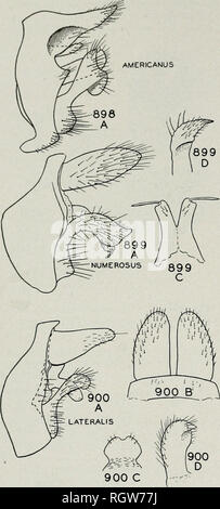 . Bulletin. Natural History; Natural History. 264 Illinois Natural History Survey Bulletin Fol. 23, Art. 1. Teil leichter Braun, Frons mit einem Paar Creme-farbige Markierungen entlang der seitlichen Rand; Thorax- sclerites Dunkelbraun. Beine mit Coxa braun, Rest der Segmente shad - zu einem Kastanienbraun ing, die oberen und unteren Kanten der femora Schwarz. Seitliche fringe auf Segmente 3-7. Fall.-Abb. 904. Länge 12 mm., fast quadratischen im Querschnitt und glatt-Linie, aus Holz gebaute Fragmente. Erwachsene.- Länge 9-11 mm. Kopf, Körper, Antennen und die meisten der Beine dunkel braun bis schwarz, tarsi whiti Stockfoto