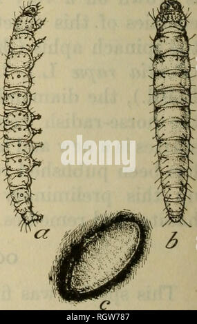 . Bulletin. Insekten; Schädlinge; Entomologie; Insekten; Schädlinge; Entomologie. Abb. 25.- Der meerrettich (Armoracia webworm Kohlschabe): Motte, Seitenansicht, oben; Motte mit Flügeln unten ausbreiten. Vergrößert. (Im Original.) Abb. 26.- Der meerrettich web-worm: o, Larve, laterale Ansicht; b, Larve, dorsalansicht; c, Ei. Alle vergrößert. (Im Original.) Die neu geschlüpften Larven sind blassgelb. Die reife larvse (Abb. 26, a, b) sind gelblich grün, mit einem mehr oder weniger ausgeprägten gelb oder orange Band über den dorsalen Oberfläche in der Nähe der Mitte. Fast sofort nach dem Schlüpfen Die larvse Spin kompakt Web-sites, unter denen. Stockfoto