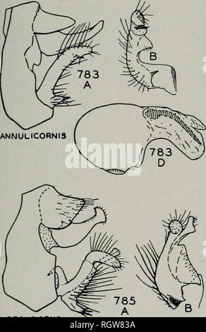 . Bulletin. Natural History; Natural History. August, 1944 Ross: Köcherfliegen von Illinois 225. RESURGENS. Bitte beachten Sie, dass diese Bilder sind von der gescannten Seite Bilder, die digital für die Lesbarkeit verbessert haben mögen - Färbung und Aussehen dieser Abbildungen können nicht perfekt dem Original ähneln. extrahiert. Illinois. Natural History Survey Division. Urbana, Illinois, Abt. für Registrierung und Bildung, Natural History Survey Division Stockfoto