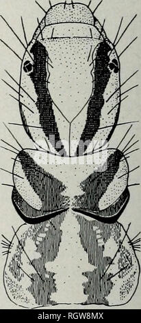 . Bulletin. Natural History; Natural History. 565 566 Larven von Phryganeidae Abb. 561.- Phryganea sp. Abb. 562.- Banksiola Selina. Abb. 563.- Oligostomis ocelligera. (Nach Lloyd.) Abb. 564.- Agrypnia vestita. Abb., 565.- Ptilostomis bcellifera. Abb. 566.- Phryganeid Gattung A.. Bitte beachten Sie, dass diese Bilder sind von der gescannten Seite Bilder, die digital für die Lesbarkeit verbessert haben mögen - Färbung und Aussehen dieser Abbildungen können nicht perfekt dem Original ähneln. extrahiert. Illinois. Natural History Survey Division. Urbana, Illinois, Abt. für Registrierung und Bildung, N Stockfoto