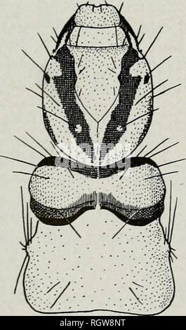 . Bulletin. Natural History; Natural History. 562 563. 564. Bitte beachten Sie, dass diese Bilder sind von der gescannten Seite Bilder, die digital für die Lesbarkeit verbessert haben mögen - Färbung und Aussehen dieser Abbildungen können nicht perfekt dem Original ähneln. extrahiert. Illinois. Natural History Survey Division. Urbana, Illinois, Abt. für Registrierung und Bildung, Natural History Survey Division Stockfoto
