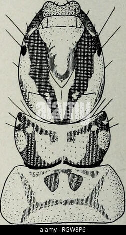 . Bulletin. Natural History; Natural History. 562 563. Bitte beachten Sie, dass diese Bilder sind von der gescannten Seite Bilder, die digital für die Lesbarkeit verbessert haben mögen - Färbung und Aussehen dieser Abbildungen können nicht perfekt dem Original ähneln. extrahiert. Illinois. Natural History Survey Division. Urbana, Illinois, Abt. für Registrierung und Bildung, Natural History Survey Division Stockfoto