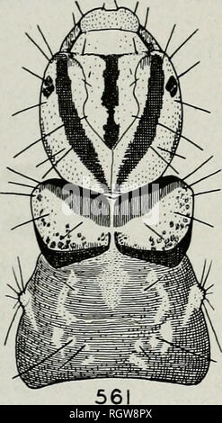 . Bulletin. Natural History; Natural History. 162 Illinois Natural History Survey Bulletin Vol. 23, Artikel 1, Abb. 561, und ohne eine diagonale schwarze Linie Phryganea, s. 174 Halsschild mit einem diagonalen schwarzen Linie, Abb. 562, vorderer Rand meistens gelb Banksiola Selina, s. 169; Agrypnia straminea, s. 165 Mesonotum mit ein paar kleinen scle-Riten in der Nähe der vorderen Rand, Abb. 563 4 Mesonotum ohne ein paar scle - Riten, manchmal mit einem sehr kleinen sclerotized Bereich um die Zeitbasis 1 Seta, Abb. 564 5 reife Larven erreichen Länge von 30 mm Eubasilissa, s. 168 Reife Larven erreichen Länge nur 20. Stockfoto
