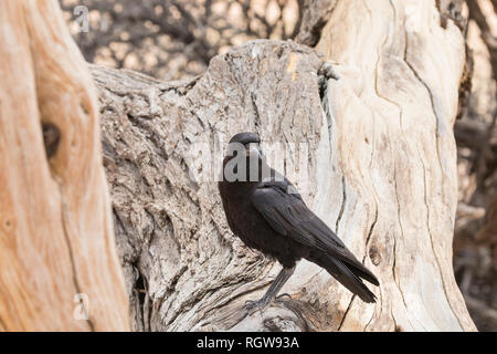 Schwarze Krähe oder Cape, Anas Capensis, in einem Baum gehockt Stockfoto