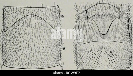 . Bulletin. Natural History; Natural History. September 1942 Frison: Nordamerikanische Plecoptera 341. $ SUBGEN 1 TAL PLATTE (JAbDOMINAL TERCTES. Bitte beachten Sie, dass diese Bilder sind von der gescannten Seite Bilder, die digital für die Lesbarkeit verbessert haben mögen - Färbung und Aussehen dieser Abbildungen können nicht perfekt dem Original ähneln. extrahiert. Illinois. Natural History Survey Division. Urbana, Illinois, Abt. für Registrierung und Bildung, Natural History Survey Division Stockfoto