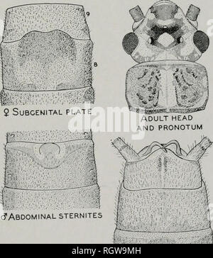 . Bulletin. Natural History; Natural History. NyMPHAL OBERKIEFER NyMPHAL LABIUM. d "Abdominal- teirgites; d "Abdominal tergite Abb. 108.- Isoperla marlynia.. Bitte beachten Sie, dass diese Bilder sind von der gescannten Seite Bilder, die digital für die Lesbarkeit verbessert haben mögen - Färbung und Aussehen dieser Abbildungen können nicht perfekt dem Original ähneln. extrahiert. Illinois. Natural History Survey Division. Urbana, Illinois, Abt. für Registrierung und Bildung, Natural History Survey Division Stockfoto