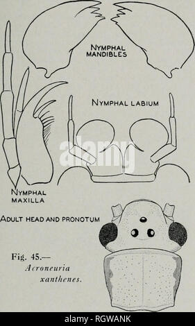 . Bulletin. Natural History; Natural History. September, 1942 das Gefängnis: North American Plecoptera 279 ation der Männer mit Frauen wie von Needham & Amp; Claassen (1925). Nymphe. - Eine kurze Beschreibung der wichtige Zeichen der Nymphe ist wie folgt: Allgemeine morphologische Merkmale ähnlich wie die der anderen beschriebenen Nymphen. Firf. 45.- Acroneuria xanthenes von Acroneuria (Frison 1935 rt). Körper- und Hautanhangsgebilde gelb mit einem unverwechselbaren Muster der dunkle braune oder dunkle Markierungen auf dorsum, Abb. 44; großen offenen Bereich eine-terior zu ocelli besonders markanten; dorsale abdominal Tergite Stockfoto