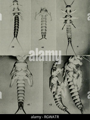 . Bulletin. Natural History; Natural History. 386 Illinois Natikal Histoky Sikvky Billktin Dorsum des Abdomens mit dunkel chitinized quer Bereich auf jeder Seg- ment stark kontrastierenden mit helleren Transfers zwischen den Segmenten, seten Minute aber besonders Prominente am hinteren Rand der düster-chitinized. Abbn. 39-43. Ventrale und seitlichem Blick auf nymphen: 39, Weiblich von AUo-capnia Recta (Claassen); 40, Weiblich von AUocapnia granulata (Claas-sen), die Anzeige der Struktur, die charakteristisch ist der achte abdominal Segments bei Erwachsenen; 41, männlich von Tarniopteryx ni-valis (Fitch), mit c Stockfoto