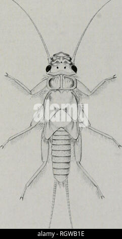 . Bulletin. Natural History; Natural History. September 1942 Frison: Nordamerikanische Plecoptera 271 14.02.1938, Frison &Amp; Mohr, 6, ^, 4 $. Springville: 14.02.1938, Frison &Amp; Mohr, $$, $?. Turkey Run State Park: März 18, 1933, Frison &Amp; Mohr, 1 $; Sugar Creek, April 19, 1933, Frison &Amp; Mohr, 2 5. Willow Valley: März 14, 1936, Frison &Amp; Ross, $$, 1 $. Kentucky. - Trenton: Jan. 5, 1939, Frison &Amp; Burks, $$, 6 $. Maryland. - Genga: 14.02.1937, % $ 3 $. Indian Springs: Feb 2, 1936, Frison &Amp; Ross, $ 3 $. New York.- Ithaca: März 15, 1922, 2 $, 2? ; Beebe See, Marc Stockfoto