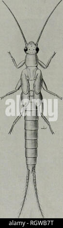 . Bulletin. Natural History; Natural History. 264 Illinois Natural History Survuy Bulletin{'ol. 22. § 2. Fi^. 31.-N'vmph von Semocapnia Carolina. 1940, C (). Mohr & Amp; B. D. Burks, 1 9; April 16, 1936, H.H.Ross & Amp; c. O. Mohr, $; April 21, 1936, T. H. Gefängnis&amp; c. O. Mohr, 19; April 14, 1940, C.O. Mohr&amp; B. D. Burks, 29. Untiefen, White River: April 5, 1940, C.O. Mohr&amp; B.I). Burks, 1 9. ViRf; iNL. - South Hill, Roanoke River: Feb.16, 1937, i, $ 9 9 Remington, Rappa - hannock Fluss: März 21, 1940, T. H. Gefängnis et al.,^i, 9, 9, Nymphen und exuviae. RucK - ersville: März Stockfoto