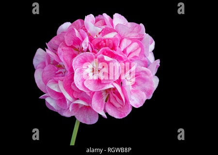 Rosa Geranien Blumen auf Schwarz. Stockfoto