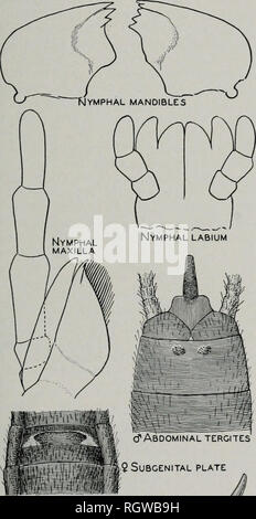 . Bulletin. Natural History; Natural History. September 1942 P'rison: Nordamerikanische Plecoptera 263 gested es das Weibchen von Capnia vernalis Newport sein könnte. Zusätzliches Material dieser Art war nicht in der Hand im Jahre 1935 und so in meine später und mehr um- fassenden Bericht der Illinois stoneflies (1935 a) ich wieder dieses Illinois aufnehmen und seine zweifelhaften Zuordnung zu Vernalis zitiert. Auf der Grundlage mehrerer alte Exemplare von "Morgantown, N. Auto. (Morri - Sohn)" in der Sammlung des Museums für Vergleichende Zoologie, Banken (1938) de-scribed eine neue Gattung, Neniocapnia inkl.. cT Abdomin Stockfoto