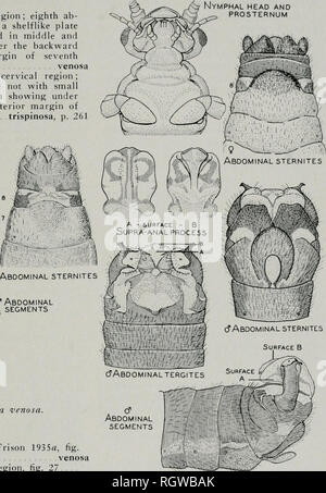 . Bulletin. Natural History; Natural History. Abb. 26.- Nemoura venosa. Nymphen Cjills in der zervikalen Region (Frison 1935", Wig. 264) Venosa^'hne Kiemen in der zervikalen Region, Abb. 21… trispinosa, s. 261 Nemoura trispinosa Claassen Nemoura trispinosa Claassen (1923, S. 289). Original Beschreibung, $,, $. Diese Art wurde ursprünglich aus New York Proben und im Folgenden von Needham & Amp aufgezeichneten beschrieben; Claassen (1925) aus Quebec. Die Erkenntnis dieser Arten in einem kleinen, isolierten Relikt Lebensraum im Norden von Illinois, der gleichen Lokalität, welche die In-teresting Datensatz für Leuctra zehn produziert Stockfoto