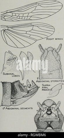 . Bulletin. Natural History; Natural History. September, 1942 das Gefängnis: North American Plecoptera 255 Holotyp wurde gesammelt. Die exuviae rep-ärgern sich Männer und Frauen, sehr dunkel sind, Fehlen einer Längs hellen Streifen auf Ab-dominal Tergite, Mangel coxal Kiemen und, von der Form des apikalen Abdominal- Segmente, un-doubtedly sollte mit Rossi zugeordnet werden. Die eigentümliche, Spitzen am zehnten abdominal Tergite, kombiniert mit dem Nocken auf der neunten Abdominal- sternite, leicht trennen die nach dieser neuen spe-Cies von Erwachsenen aller bisher beschriebenen Arten. Brachyptera limata neue spe Stockfoto