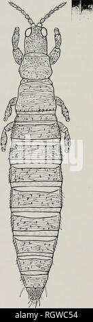 . Bulletin. Natural History; Natural History. 282 Illinois Naitkal Geschichte Umfrage Blili. ktin Vol.20 Art. 4 Weiblich, "stylifer" Form (apterous). - Ähnlicher Form in Farbe und Struktur, außer dass Antennen jeweils acht segmentiert (Bild benennen. 73), tarsi jeweils zwei segmentiert und Bauchschmerzen tergite IX, mit einer medianen posterioren Seten lange und verdickt. Männlich (apterous). - Länge dis-. Tendenziell etwa 1 mm. Ähnlich wie in der entsprechenden weiblichen Form außer leichter. Die Abdominal- sternites ohne glandu-lar-Bereichen. Die Abdominal- tergite IX mit zwei mittlere Paare von kurzen, Stout, spinelike Seten, der Anterioren PA Stockfoto