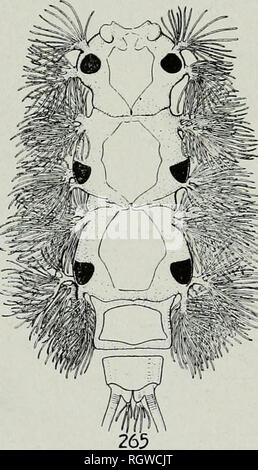 . Bulletin. Natural History; Natural History. 264. Bitte beachten Sie, dass diese Bilder sind von der gescannten Seite Bilder, die digital für die Lesbarkeit verbessert haben mögen - Färbung und Aussehen dieser Abbildungen können nicht perfekt dem Original ähneln. extrahiert. Illinois. Natural History Survey Division. Urbana, Illinois, Abt. für Registrierung und Bildung, Natural History Survey Division Stockfoto