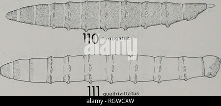 . Bulletin. Natural History; Natural History. | ^/dämmerungsaktiv!. quadrivillatus W0I a II in Annulatus Abb. 106-112-Larven. 106. Chrysops Brunneus. 107. C. aberrans. 108 C. excltans. 109. Chlorotabanus crepuscularls. 110 DIachlorus ferrugatus. 111 Sllvius quadrivittatus. 112. Leucotabanus annulatus.. Bitte beachten Sie, dass diese Bilder sind von der gescannten Seite Bilder, die digital für die Lesbarkeit verbessert haben mögen - Färbung und Aussehen dieser Abbildungen können nicht perfekt dem Original ähneln. extrahiert. Illinois. Natural History Survey Division. Urbana, Illinois, Abt. Stockfoto