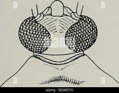 . Bulletin. Natural History; Natural History. September, 1941 Ritter: Pflanze Bugs^ oder Miridae, von Illinois 65, solange entweder erster oder dritter Segmenten oder fast so 3. Abb. 104.- Kopf und Halsschild des Eiistictus salicicola. Kopf stark produziert und fast horizontal, Gesichts Winkel akute, tylus über Apex der ersten Ein-tennal Segment, Abb. 108; emboliar Marge dünn und breit ausgebaut, die Seiten fast parallel Eurychilopterella, s. 73 Kopf weniger produziert, kaum zu übertreffen Mitte der ersten antennal Segment, Abb. 107, Gesichts- Winkel von 90 Grad oder nur geringfügig weniger; embo-l Stockfoto