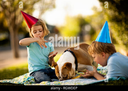 Bulldogge essen Geburtstag Kuchen weg eine Platte, mit entsetzten Jungen auf der Suche. Stockfoto
