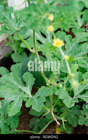 Wassermelonen wachsen in einem Gewächshaus am Biobauernhof. Wassermelone Pflanzen in einem Gewächshaus. Stockfoto