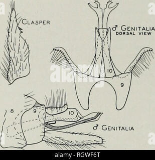 . Bulletin. Natural History; Natural History. 108 ILLINOIS NATURAL HISTORY SURVEY BULLETIN' Ol. 21, § 4. Abb. 11.- Agapetus pinaius Berühren auf der Meson; und mit einem ventralen Teil bestehend aus zwei lange, sclerotized Stangen fixiert an der Basis mit der Dorsalen teil und Erweiterung wesentlich darüber hinaus, ihre apices abrupte-ly gedreht dorso-laterad und in zwei Lappen sichtbar von der dorsalen Aspekt unterteilt. Die seitliche Ein ot Diese apikalen Lappen ist in zwei kleine Punkte aufgeteilt, die eine mesal clavate mit mehreren kleinen, stacheligen Prozesse. Cerci langen, gebogenen nach außen in der Nähe von Apex und cluste Stockfoto