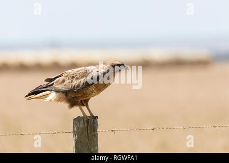 Mäusebussard oder Steppe Bussard, Buteo buteo Vulpinus, auf einem zaunpfosten auf Ackerland in Western Cape, Südafrika. Gemeinsame wandernden Sommer Besucher Stockfoto