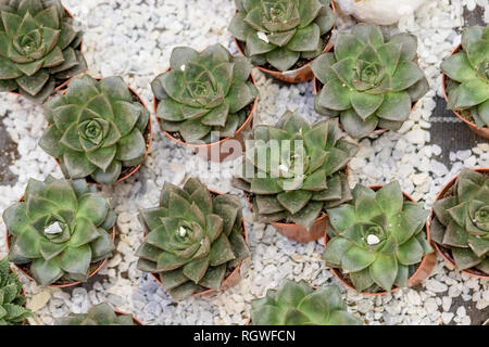 Kakteen Sukkulenten. Echeveria oder rosa Stein Hintergrund. Reihen von verschiedene Kakteen Sukkulenten in Eimern auf Verkauf im Garten Shop, homeplant und Stockfoto