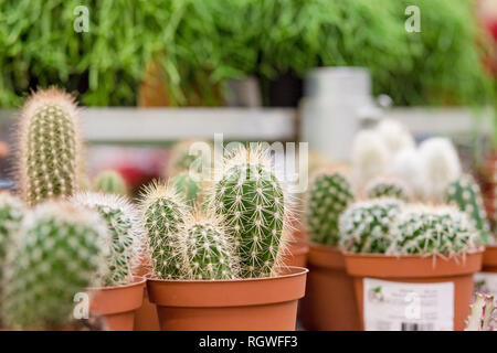 Kleine Kakteen, Sukkulenten und haworthia Pflanzen auf die Blumentöpfe und display Idee vor Kakteen Shop auf dem Markt im Freien. Schöne saftige Stockfoto