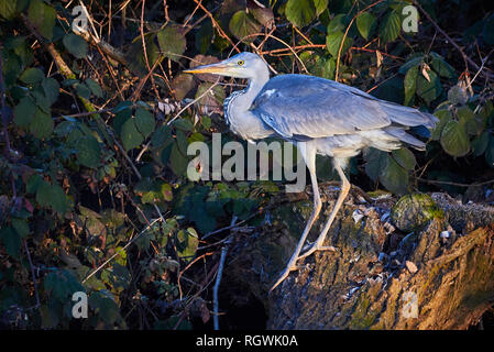 Graureiher (Ardea cinerea) Sitzen auf Baum Stockfoto