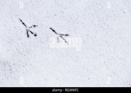 Vogel Spuren im Schnee im Winter Stockfoto