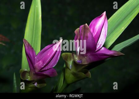 Siam Tulip (Curcuma alismatifolia) Stockfoto