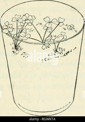 . Bulletin. 1901-13. Landwirtschaft Die Landwirtschaft. Abb. 3. - Luzerne Sämlinge in den reichen Garten Boden. Fio. 4. - Luzerne Sämlinge im Torf Gemisch. (Eine halbe natürliche Größe.) (Eine halbe natürliche Größe.) in den Abbildungen 5 und 6 dargestellt, von Fotografien November 22, L 909, nach der die Blätter gefallen war. Der Garten - Boden Topf nur ein paar streunende Wurzeln und die schlanken Stämme waren nur 2 cm hoch. Den Topf mit blaubeere Boden war mit einem dichten Masse der Wurzeln gefüllt, und obwohl das Werk nicht umgetopft wurden bei Bedarf Umtopfen, der größte Stamm war dennoch 11 Zoll lang und das Gewicht o Stockfoto