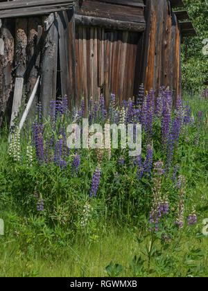 Lupinen (Lupinus) in voller Blüte mit lila und rosa Blumen blühen Menge um einen rustikalen, mit Holz von verwitterten Protokolle Schuppen im Frühsommer gebaut, Stockfoto