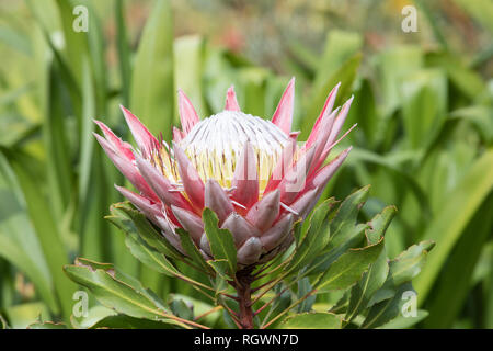 Königsprotea, König Zucker Bush oder riesige Protea Protea cynaroides, Bergfynbos, Western Cape, Südafrika. Nahaufnahme Detail. Stockfoto