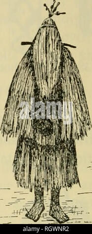 . Bulletin. Ethnologie. Abbildung 40.- Bacdiri maskierten Tänzer. (Gezeichnet von Steinen, 1894, Abb. 98 und 90.) südlich des Amazonas, Masken waren höchst auf der oberen Xingu River entwickelt, aber nicht mehr gebildet werden. Sie vertreten die Tiere, sondern waren wie menschliche Gesichter geprägt, das Urbild, die nur durch ein Muster in der Mitte des Gesicht malen vorgeschlagen. Die "mereschu" Design wurde für alle Masken. Die einfachste Art der Maske könnte das Fischernetz, dass ein Nahukzva auf seinem Kopf (Steinen, 1894). Mehrere aufwendige Typen unterschieden werden: (1) Zoomorphe Kopfbedeckungen aus geschnitzten Woo Stockfoto