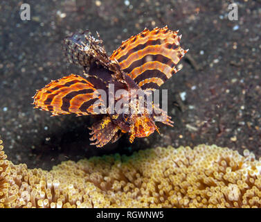 Rotfeuerfisch Unterwasser auf der Unterseite der Lembeh Straße in Indonesien Stockfoto