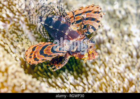 Rotfeuerfisch Unterwasser auf der Unterseite der Lembeh Straße in Indonesien Stockfoto