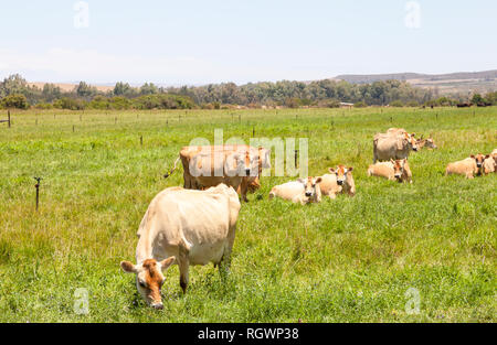 Herde von Braun Jersey Milchkühe, Rinder grasen in einer üppigen grünen Weide im Sommer in einer ländlichen Landschaft Stockfoto