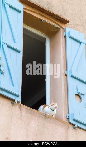 Eine Katze schaut aus dem Fenster, La Ponche Bezirk, Saint-Tropez, der Französischen Riviera (Côte d'Azur), Provence, Frankreich Stockfoto