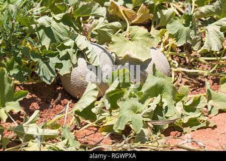 Spanspek, süßer Melone oder Melone Melonen, Cucumis Melo, wächst an der Rebe in einem landwirtschaftlichen Gebiet. Bauernhof Erntegut, Agronomie, Ernte Stockfoto