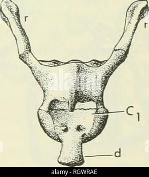 . Bulletin. Natural History. 7. Achse eines Platypus, Ornithorhynchus anatinus, YPMOC 5123. A, seitliche Ansicht; B, dorsalansicht. Muster ist die eines jungen Erwachsenen. Pfeil in einem zeigt an, dass die Verbindung zwischen Axial- und atlantal Centra; das gleiche gemeinsame kann in B gesehen werden, die auf dem Boden des neuronalen Kanal hinter dem vorderen Gelenk Facetten für den Atlas. X2. Abkürzungen wie in Abb. 1 Ausnahme: r, Achse Rippe.. Bitte beachten Sie, dass diese Bilder extrahiert werden aus der gescannten Seite Bilder, die digital haben für die Lesbarkeit verbessert - Färbung und Aussehen dieser Abbildungen können nicht perfec Stockfoto