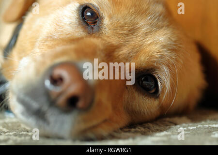 Nahaufnahme des Gesichts des Hundes, entspannend auf dem Boden. Flache Tiefenschärfe Stockfoto